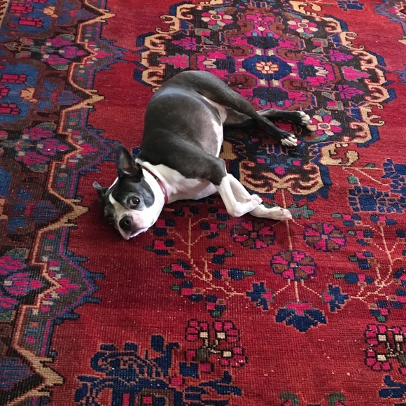 Meet your Posher, Brittany - Picture 2 of 7